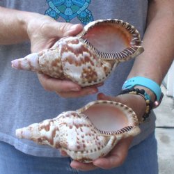 2 piece lot of B-Grade Caribbean Triton Trumpet seashells 7 inch - Available for Sale for $20.00/lot