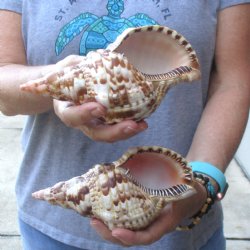 2 piece lot of Caribbean Triton Trumpet seashells 7 inch - Available for Sale for $32.00/lot