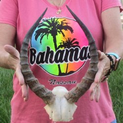 B-Grade 14 inch impala skull plate and horns for $32