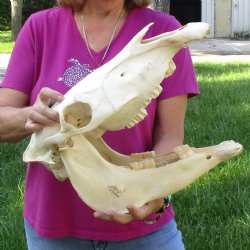 16x7 inch Zebra Skull B-Grade - $80