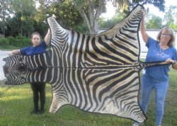 97" x 63" C- Grade Zebra Skin Rug with felt backing, available for purchase - $825 (Adult Signature Required) 