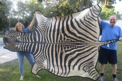 102" x 72" C- Grade Zebra Skin Rug with felt backing, available for purchase - $825 (Adult Signature Required) 