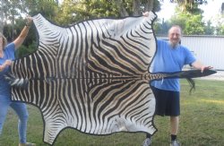 72" x 61" C- Grade Zebra Skin Rug with felt backing, available for purchase - $825 (Adult Signature Required)