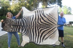 97" x 65" C- Grade Zebra Skin Rug with felt backing, available for purchase - $825 (Adult Signature Required) 