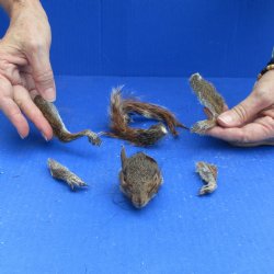 Preserved Squirrel Head, Legs, & Tail -<font color=red>Special Price</font> $25