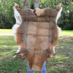 Blesbok Skin Rug, Blesbok Hide Soft Tanned 42" x 32" - Review all photos.  (You are buying the skin pictured) for $70