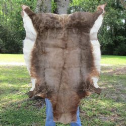 Blesbok Skin Rug, Blesbok Hide Soft Tanned 48" x 33" - Review all photos.  (You are buying the skin pictured) for $70