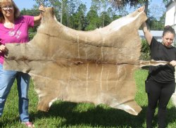 B-Grade African kudu skin rug (Tragelaphus strepsiceros) for sale measuring 68" x 46" - $105