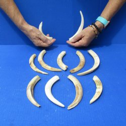 1 lb of Lower Split Warthog Tusks - $50