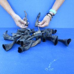 25 Indian Goat Horns, 4" to 6" - $50