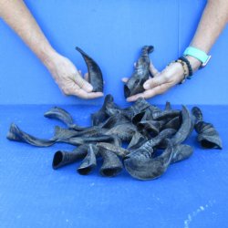 25 Indian Goat Horns, 4" to 6" - $50