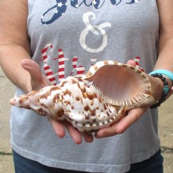 Caribbean Triton seashell 9-1/2 inches long for $29