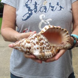 Caribbean Triton seashell 9-1/2 inches long for $29