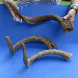 Buy this 3 piece lot of 23 & 26 inch B-Grade Goat Horns from Africa for $18/lot 