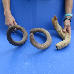 Buy this 3 piece lot of 19 & 29 inch B-Grade Goat Horns from Africa for $18/lot 