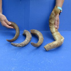Buy this 4 piece lot of 13 to 21 inch Goat Horns from Africa for $25/lot 
