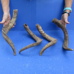 Buy this 4 piece lot of 19 to 22 inch Goat Horns from Africa for $35/lot 