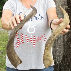 Buy this 2 piece lot of 22 and 24 inch Goat Horns from Africa for $30/lot 