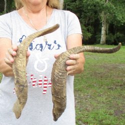 Buy this 2 piece lot of 23 & 27 inch Goat Horns from Africa for $30/lot 