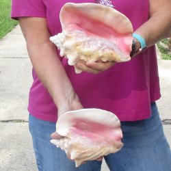 Buy this 2 pc lot of 6-3/4" & 7-1/2" Pink Conchs - $24/lot