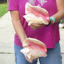 Buy this 2 pc lot of 7" Pink Conchs - $24/lot
