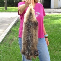 Opossum fur pelt, tanned hide for sale, measuring 26 inches long - for $45.00