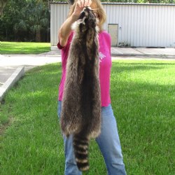 North American Raccoon fur pelt, tanned hide for sale, measuring 38 inches long - for $45.00
