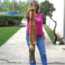 Red Fox fur pelt, tanned hide for sale, measuring 46 inches long - for $80.00