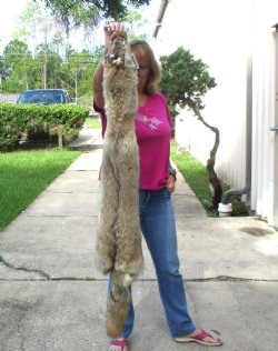 53 inches soft tanned coyote pelt, hide, skin for sale for $100.00