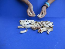 1 pound Small Warthog Tusks approx. 4" & under for $50