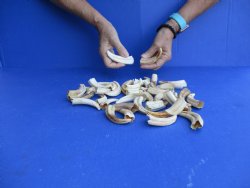 1 pound Small Warthog Tusks approx. 4" & under for $50