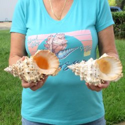 Two piece lot of 7" Frog Shells for sale - $19/lot