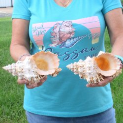 Two piece lot of 7" Frog Shells for sale - $19/lot