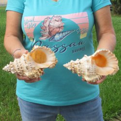 Two piece lot of 7" Frog Shells for sale - $19/lot