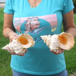 Two piece lot of 7" Frog Shells for sale - $19/lot