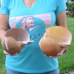 Two piece lot of 7" Tonna Shells for Sale - $20/lot