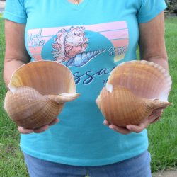Two piece lot of 7" Tonna Shells for Sale - $20/lot