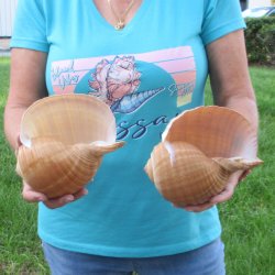 Two piece lot of 7" Tonna Shells for Sale - $20/lot