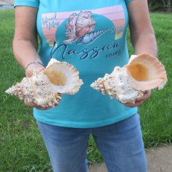 Two piece lot of 8" Frog Shells for sale - $23/lot