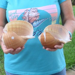 Two piece lot of 6" Tonna Shells for Sale - $17/lot