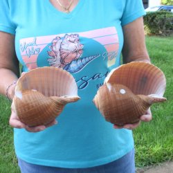 Two piece lot of 6" Tonna Shells for Sale - $17/lot