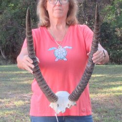 B-Grade Waterbuck Skull Plate with 25" Horns - $60