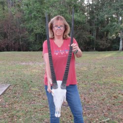 Slight B-Grade African Gemsbok Skull with 33 & 34 inch horns - $145