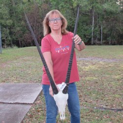 Slight B-Grade African Gemsbok Skull with 35 inch horns - $145