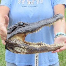 13 inch long Alligator Head 