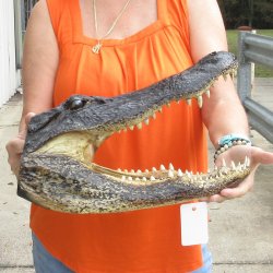 16 inch long Alligator Head 