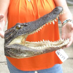 14 inch long Alligator Head 