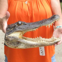 14 inch long Alligator Head