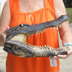 16 inch long Alligator Head 