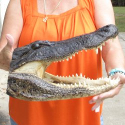 15 inch long Alligator Head 